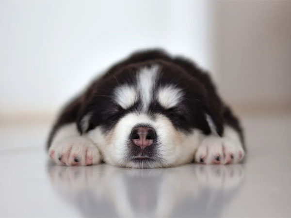 How male dog diapers differ from female dog diapers?